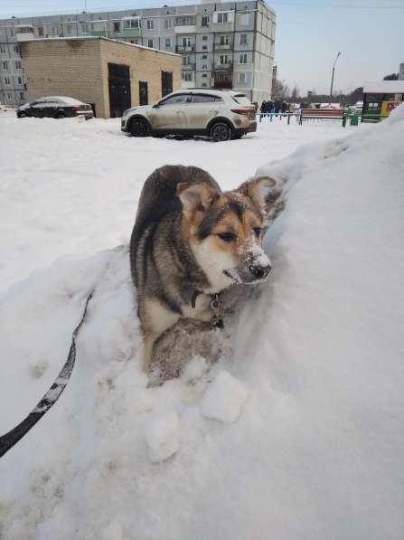 Тася в добрые руки в Ногинске фото 23
