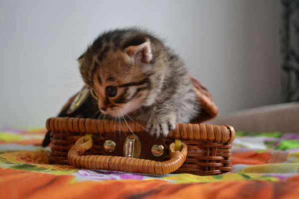 Шотландская вислоухая кошечка в фото 18