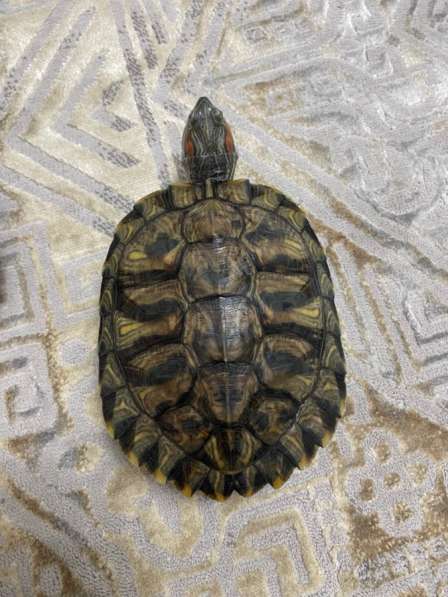 Черепахи бесплатно в Грозном фото 3