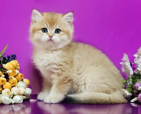 British Shorthair kittens ny12 and ny11 в Москве фото 4