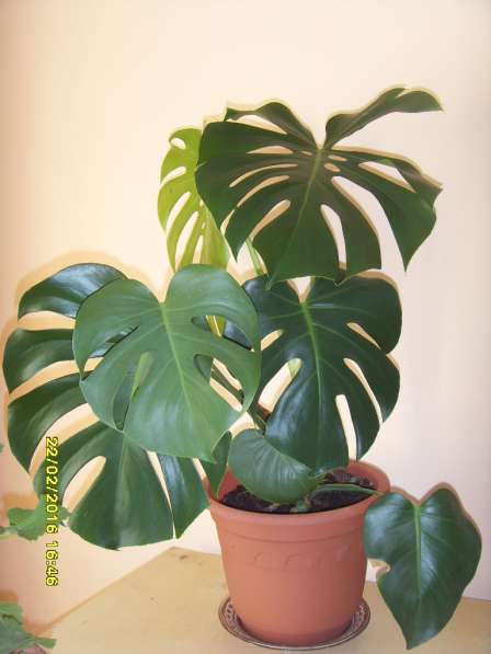 Экзотические тропические растения для дома и офиса