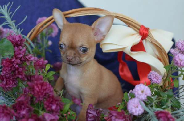 Chihuahua. Red girl в