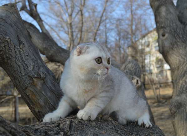 Продаются котята скоттиш фолды в Москве фото 3