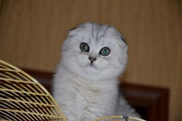 Шотландский котик с изумрудными глазками в Москве