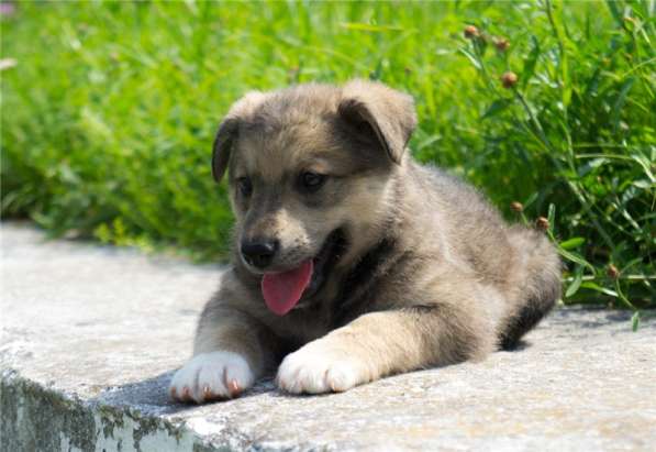 Чудесные щенки ищут дом (мальчики и девочки) в Москве фото 4