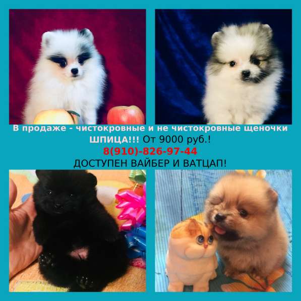 Щенята шпица