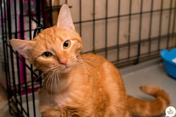 Ищет дом рыжее солнышко Асмодей в Москве