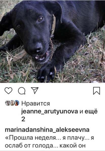 СОБАКА, ищу доброго и ответственного хозяина в Сочи фото 9