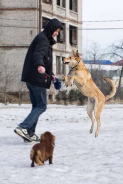 Очень дружелюбный милый пёс в Санкт-Петербурге фото 17