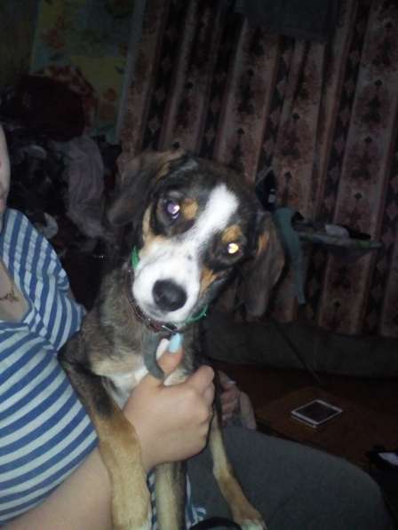 Отдаем щенят в хорошие руки в Новокузнецке