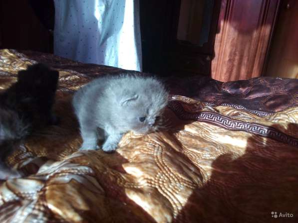 Котята медвежата в Калуге фото 17