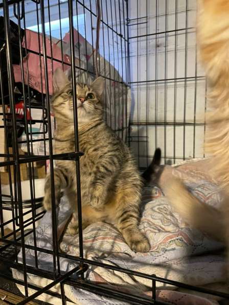 Хорошенькие котятки-шарики ищут дом в Санкт-Петербурге фото 17