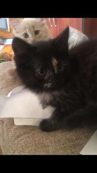 Котята в хорошие руки