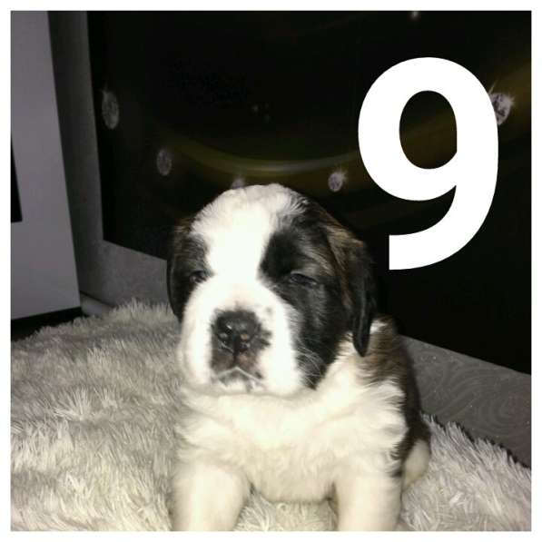 Щенки сенбернара в фото 105