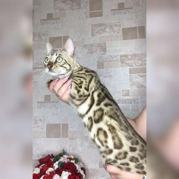 Бенгальский кот в Москве фото 4