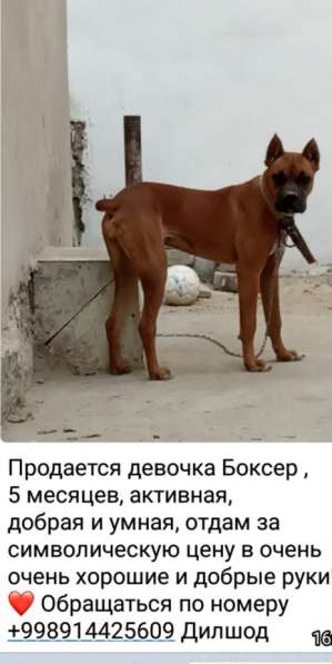 Продам Собаку Боксёр 5 месяцев самка в 