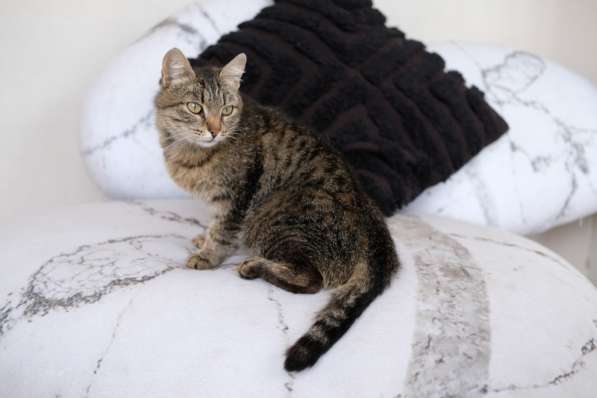 Кошка Фисташка ищет дом в Екатеринбурге