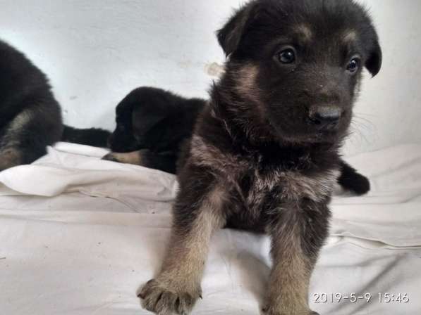 Продам щенков в Симферополе фото 6