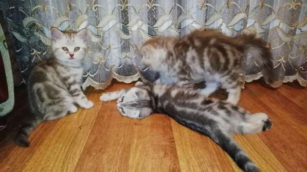 Продается кошечка в Анапе фото 6