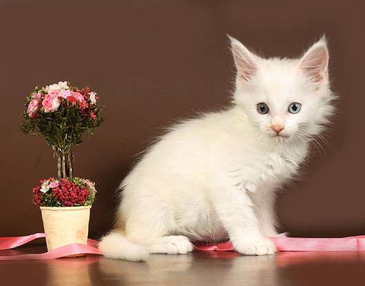 Котик белый зеленоглазый, 2 котика Красный мрамор, кошечка в Москве фото 5