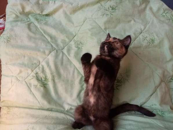 Британская кошечка 1.5 месяца