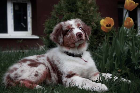 Australian shepherd aussie