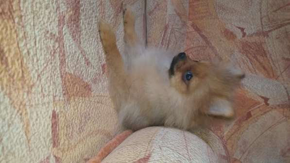 Щенок померанского шпица- микро - медвежонок в фото 20