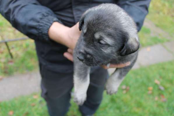 Щенки в добрые руки