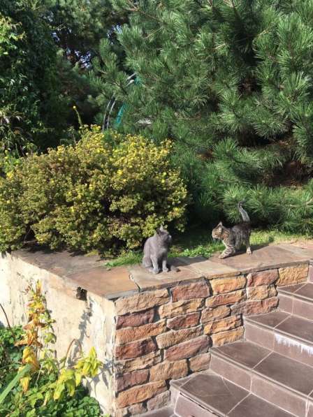 Котята дачные) в Москве фото 5