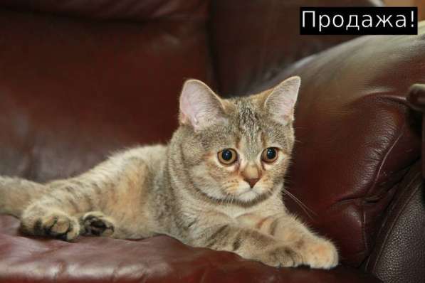 Шотландские котята мрамор и черепашка в Москве фото 5