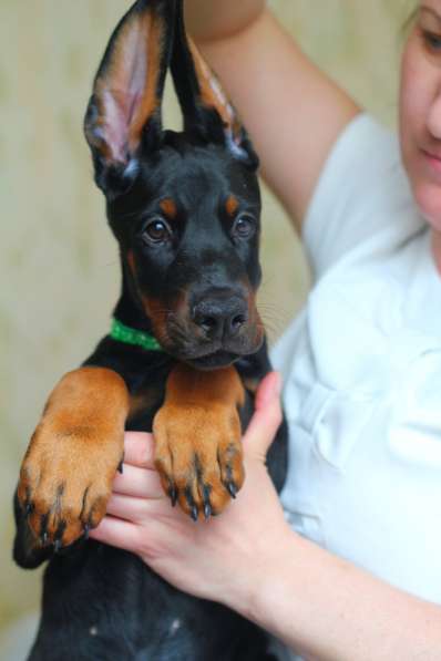 Doberman puppy в Санкт-Петербурге фото 4