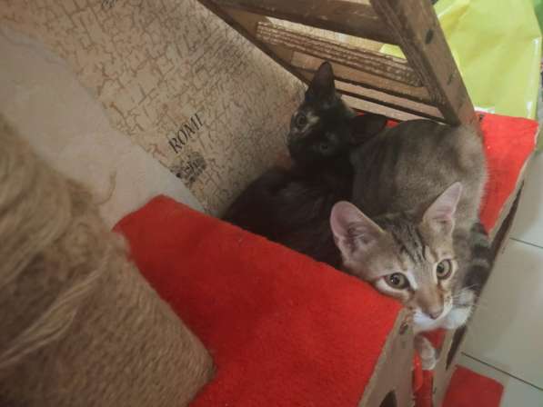 Котята в Волгограде фото 11
