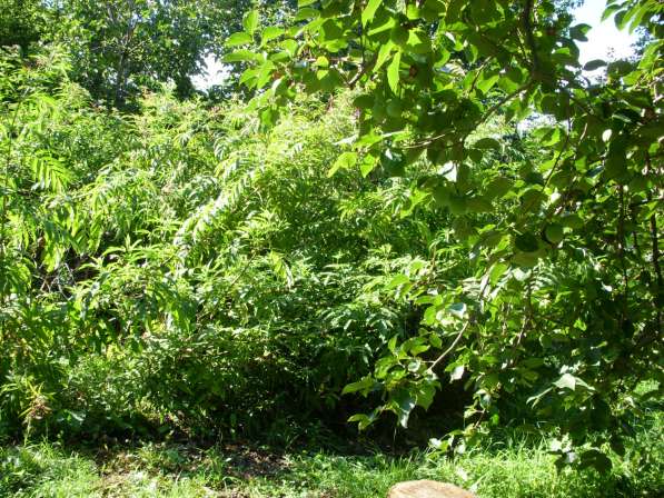 Продаю щенков немецкой овчарки в Адлере фото 10