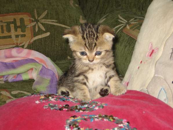 Котята шотландской породы в Самаре фото 20