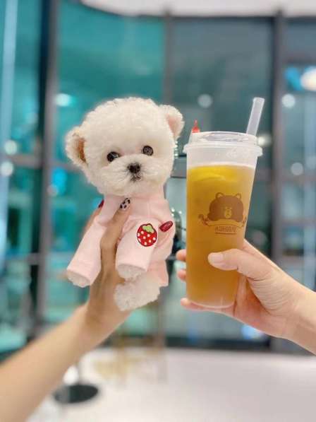 Teacup Teddy poodle в Москве фото 6