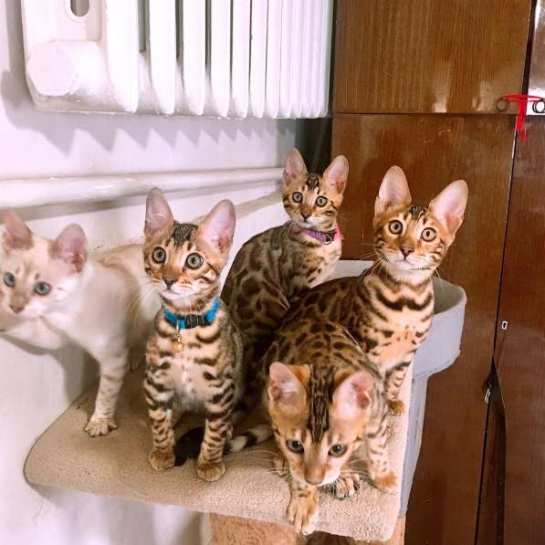 Бенгальские котята в Симферополе фото 5