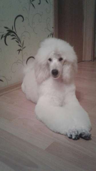 ПРОДАЮТСЯ МАЛЫЕ БЕЛЫЕ ПОРОДНЫЕ МАЛЬЧИКИ в Санкт-Петербурге