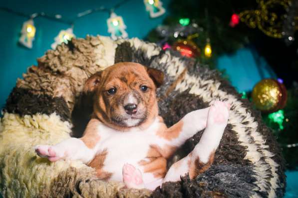 Басенджи щенки. Basenji puppies. Catelus basenji в фото 8