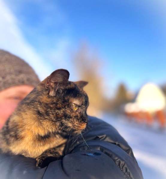 Ласковая кошка подросток Чунечка ищет семью в Москве фото 7