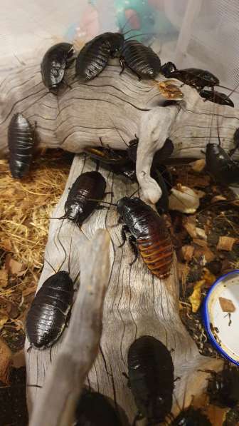 Шипящие Мадагаскарские тараканы в Мончегорске