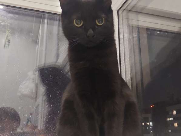 Кошка Чёрная Мамба ищет дом в Химках фото 16
