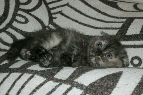 Шотландская вислоухая Скоттиш фолд в Москве фото 8