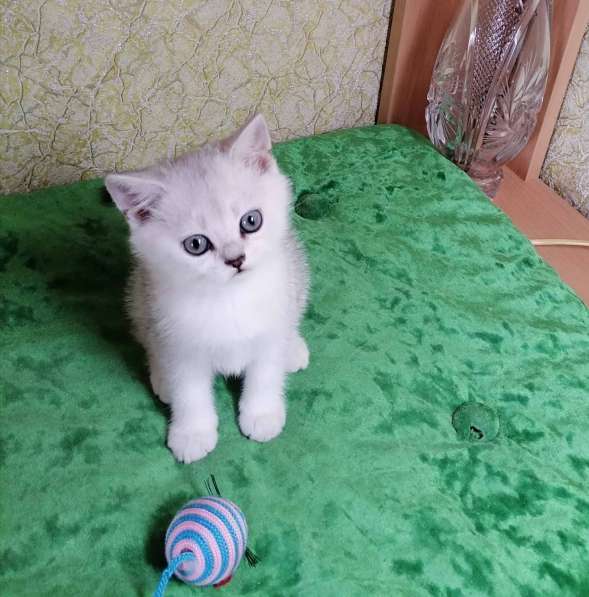 Британские котята в фото 14