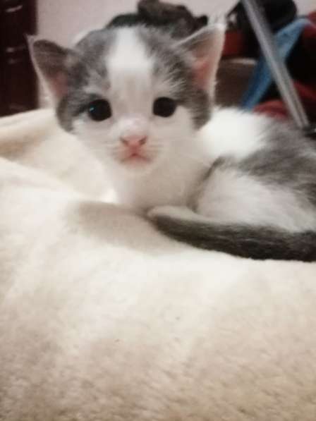 Отдам малышей исключительно в добрые ручки! в Самаре фото 7