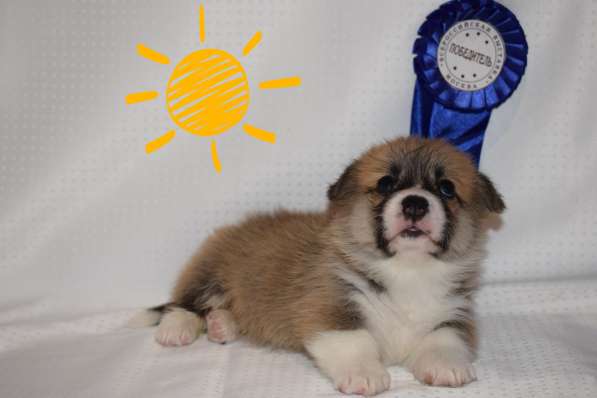 Щенки вельш корги пемброк в Пушкино фото 12