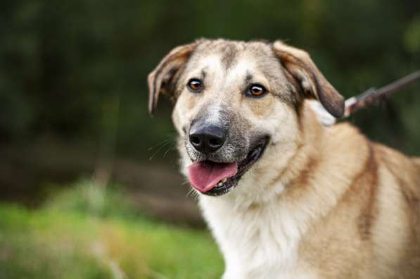 Филимон — дружелюбный пес в добрые руки!