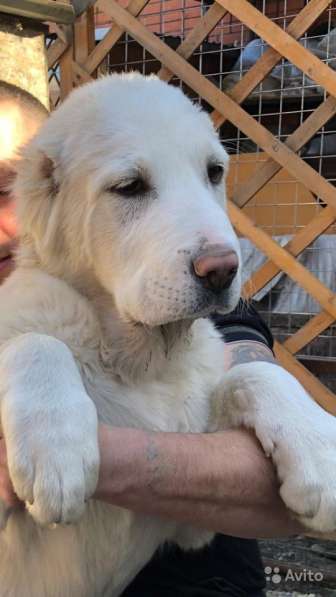 Продам Девочку Алабая в Ростове-на-Дону фото 4