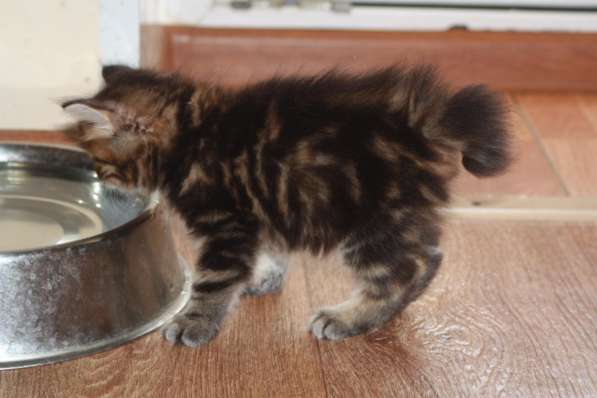 Курильский бобтейл - котята золотого окраса в Краснодаре фото 24