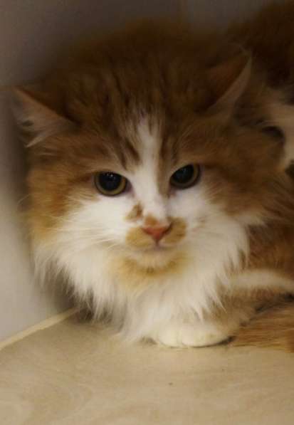 Солнечная кошка Милочка в Москве фото 41