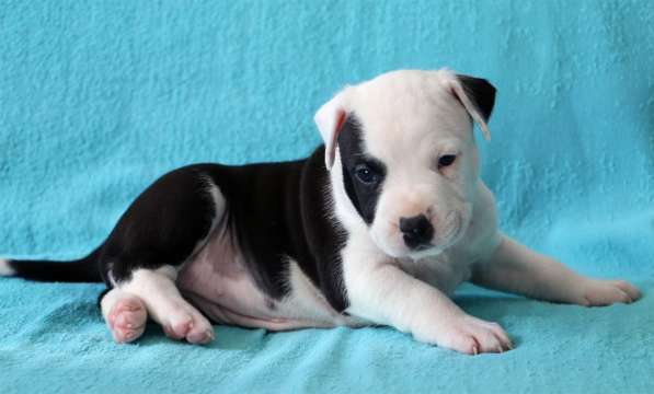 Высокопородные щенки амстаффа в Санкт-Петербурге фото 3